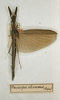 CollectionObject 1561324; ccf12043-770a-4c4d-8aaa-7b781684d129: copyright MNHN, Paris. female (holotype). (CollectionObject).