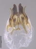 CollectionObject 2062724; 28ad0106-9cdd-4fb1-9d29-9ab9a3705564: Phallus, ventral view. (CollectionObject).