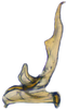 Stylus on Andanus tambopixunensis Pinedo-Escatel, Dietrich & Zahniser, 2022: ventral view. (Observation).