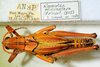 CollectionObject 1564546; bc6fd94f-92f7-41cd-9a1a-7e71d50f5f7d: 2012. male, dorsal view. (CollectionObject).