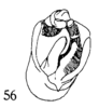 Pygofer, lateral view: (Observation).