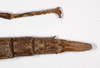 CollectionObject 1574012; 1d7906f7-cbcb-4906-8954-9eca935a67bf: copyright ZMHB, Berlin. female: end of abdomen, dorsal view of synonym Nesiophasma eremothocus (holotype). (CollectionObject).
