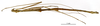 CollectionObject 1561499; 0d0563b2-b6f9-45fd-b0be-676f5501e533: copyright MNHN, Paris. male of synonym Bacunculus digueti (holotype). (CollectionObject).
