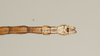 CollectionObject 1561471; NHMUK(SF IMPORT DUPLICATE) 844552-844553, 831e2883-0246-4af7-a7d7-07fa805d31b7: copyright Natural History Museum, London. male: end of abdomen, dorsal view (syntype). (CollectionObject).