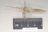 CollectionObject 1563455; NHMUK(SF IMPORT DUPLICATE) 845229, 0e207186-b425-4c57-8982-4222b223b453: copyright Natural History Museum, London. male, lateral view (holotype). (CollectionObject).