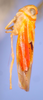 Habitus, lateral view on Chinaia bella Bruner & Metcalf, 1934: Male paratype: habitus, lateral view. (Observation).