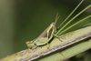 FieldOccurrence 207; d5af9a0e-b9bc-499f-b603-c7cfb3140ce3; Tanzania
Chala area eastern slopes Mount Kilimanjaro, 2012/05/??: female. (FieldOccurrence).