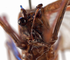 CollectionObject 1534644; f1b989ed-cea5-4dae-85be-274e548d0e82: female face (holotype of Karschia corrosa). (CollectionObject).