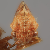 Head on Cyrtolobus oblongatus Ball, 1932: (Observation).