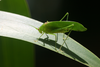 Ectomoptera nepicauda Ragge, 1980: 2013. male (E Usambara, Zigi). (Otu).