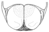 Ceuthophilus (Ceuthophilus) utahensis Thomas, 1876: Fig. 672. male subgenital plate. (Otu).