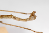 CollectionObject 1564141; 19fff3f5-5ad9-4086-a5b0-80eb61f4e461: copyright MNCN, Madrid. male: end of abdomen, lateral view (syntype). (CollectionObject).;CollectionObject 1564142; 0fa5b738-537f-4b39-8b69-fcee83e1aa4f: copyright MNCN, Madrid. male: end of abdomen, lateral view (syntype). (CollectionObject).