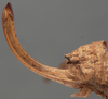 CollectionObject 1505732; 9d5f6d31-a5e6-458b-aedc-a7afb7985865: ovipositor (holotype). (CollectionObject).