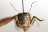 CollectionObject 1528834; d9c1e09e-77e3-405b-bbbe-c4003584cb89: male, frontal view (lectotype of Bryodema gebleri var. mongolica). (CollectionObject).