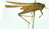 CollectionObject 1585758; 802c3c89-41b1-4418-a398-c590ac3009d7: female, lateral view (syntype). (CollectionObject).
