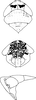 Head on Deltocephalus brunnescens Distant, 1908: Head and thorax. (Observation).