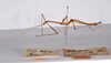 CollectionObject 1559355; 0193261d-2bb4-4e99-8f68-b498bec60f92: copyright ZMHB, Berlin. male, lateral view (holotype). (CollectionObject).
