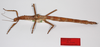 CollectionObject 1558906; 65d4756d-1731-447c-ad04-659534a17e15: copyright MHNG, Geneva. female, lateral view (holotype). (CollectionObject).
