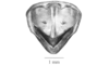 Arimacris trinitatis (Bruner, 1906): Fig. 5C. male abdomen tip, dorsal view. (Otu).