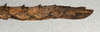 CollectionObject 1560134; 34aecbc7-111e-443a-ab41-e42d20941523: copyright NMW, Vienna. female: end of abdomen, lateral view (lectotype). (CollectionObject).