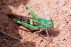 Oedaleus senegalensis (Krauss, 1877): female, green morph (Sudan, El Obeid area, 2006). (Otu).