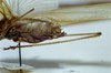CollectionObject 1475829; MBBJ 3226043, 399a4efe-b495-4900-83e3-745b6d2acc8e: female abdomen, lateral view (holotype). (CollectionObject).