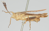 CollectionObject 1580296; 1bae3d97-7c32-4eff-acbb-3076b85ce424: female, lateral view (paratype of Phaestus sumatrensis). (CollectionObject).