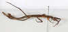 CollectionObject 1561879; 05e770bd-4413-43be-a4bf-4e5a48ea5640: copyright MHNG Geneva. female, lateral view (holotype). (CollectionObject).