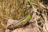 FieldOccurrence 3718; a323073b-a8ea-4490-9941-aa989c720d7e; Argentina: San Luis: Ayacucho
Camino a Santa Barbara, 2021/04/24: (FieldOccurrence).
