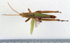 CollectionObject 1506819; 61a263f5-4d70-4723-b78d-701e178ed4ff: male, dorsal view (syntype). (CollectionObject).