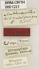CollectionObject 1529604; 8e7a18f8-de4b-430b-9ae8-31db43098ddd: labels (syntype of Anthracites kilimandjaricus). (CollectionObject).