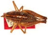 CollectionObject 1499659; cfe7ed49-087e-44b3-a47f-6568e07ca525: female, dorsal view (allotype). (CollectionObject).