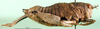 CollectionObject 1502764; 8d15902a-bb9f-4f1a-a1eb-779bf8d72515: female, lateral view (paratype). (CollectionObject).