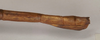 CollectionObject 1558233; 0da81b12-9eb5-4f69-8251-ec82cbdd6264: copyright UMO. female of synonym Bacillus scytale: end of abdomen, lateral view (holotype). (CollectionObject).