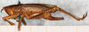 female, lateral view (syntype). Depicts CollectionObject 1532833; NMW 17.602, 25e27418-49be-42fe-adb0-dce4cf6f0ff4, a CollectionObject.