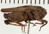 CollectionObject 1574112; NHRS 13611, 7e9e5d12-0ccc-4ca1-93e0-1ed67dc5ac0e: male, lateral view (allotype). (CollectionObject).