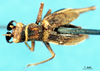 CollectionObject 1501820; 0016f385-546e-41af-af72-19eaf0a8d719: female, dorsal view (syntype). (CollectionObject).