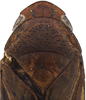 Head on Coarctana taurina Domahovski & Cavichioli, 2023: Male holotype [DZUP]: head, pronotum and mesonotum, dorsal view. (Observation).