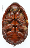 CollectionObject 1587169; MNHN(SF IMPORT DUPLICATE) MNHN-EP-EP1082, b4328bb0-d6b2-4bd7-83e4-0027eeb343a3: CC BY-NC-ND 4.0/MNHN - Depraetere Marion - 2014. Non type, sex unknown. Specimen number: MNHN-EP-EP1082. http://coldb.mnhn.fr/catalognumber/mnhn/ep/ep1082. (CollectionObject).