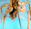 CollectionObject 1500154; 9e1506d2-9083-4799-8456-dcbcbe4e547f: female abdomen tip (holotype of Gryllacris amplipennis). (CollectionObject).