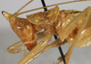 CollectionObject 1533098; 5af860b7-a751-4b62-9012-e584124bd276: male head and pronotum, lateral view(holotype). (CollectionObject).