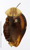 CollectionObject 1587220; MNHN(SF IMPORT DUPLICATE) MNHN-EP-EP1159, b912b6a5-8e3f-4496-bd01-5a56459d7ed6: CC BY-NC-ND 4.0/MNHN - Depraetere Marion - 2014. Syntype, male, of fastuosa Blanchard, 1837. Specimen number: MNHN-EP-EP1159. http://coldb.mnhn.fr/catalognumber/mnhn/ep/ep1159. (CollectionObject).