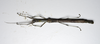 CollectionObject 1580885; f0e6d14d-bbbb-42f9-a40f-65fe7f1beb96: copyright SPM, Kinabalu. female (holotype). (CollectionObject).