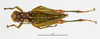 CollectionObject 1588728; fad66605-45b4-45a6-b23d-c34c4a85f4b4: female, dorsal view. (CollectionObject).