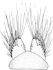 Subgenital plate: !! display not done !! on Cicadula (Cicadula) quadripunctata (Villers, 1789): Subgenital plate. (Observation).