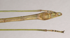 CollectionObject 1559453; 578e9e2a-4691-4089-8e01-37838b64286b: copyright Natural History Museum, London. male: end of abdomen, ventral view (paratype). (CollectionObject).;CollectionObject 1559454; ebecc9ec-62c2-4dee-968b-3db0f117c7ff: copyright Natural History Museum, London. male: end of abdomen, ventral view (paratype). (CollectionObject).