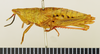 CollectionObject 1518466; 287076c9-cbdd-4b23-8e1d-e7c56a4ce0c2: female, lateral view (holotype). (CollectionObject).