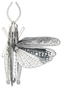 Charilaus carinatus Stål, 1875: Fig. 20. male, dorsal view. (Otu).