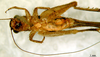 CollectionObject 1565731; b9c94762-f017-40f7-8c88-f84699ee02b1: female, ventral view (paratype). (CollectionObject).