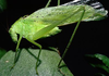 male (Bonita Springs, FL, USA) (not a type). Depicts Amblycorypha floridana Rehn & Hebard, 1905, an Otu.